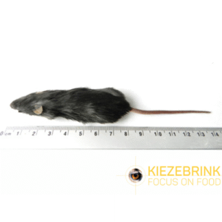 Mus-Voksen-15-22g