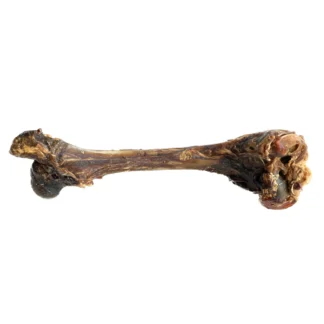 Rådyrknogle