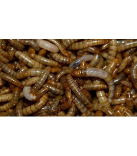 melorme (Tenebrio molitor)1 kg - Foderdyr & Foderinsekter til Krybdyr