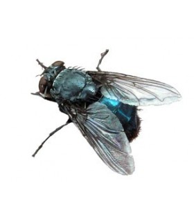 Spyfluer