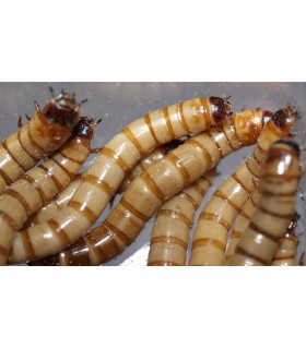 Zophobas morio