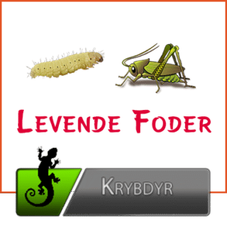 Foderdyr & Foderinsekter til Krybdyr