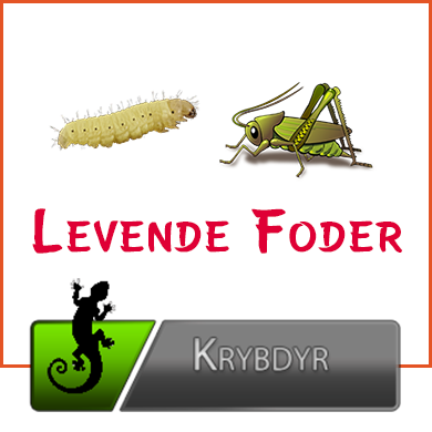 Foderdyr & Foderinsekter til Krybdyr