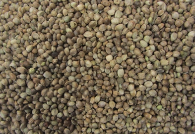 HAMPFRØ 15 KG