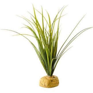 TURTLE GRASS