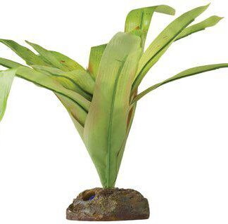Bromelia plant