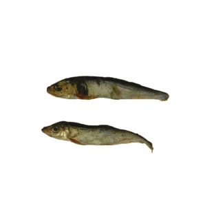 Brisling